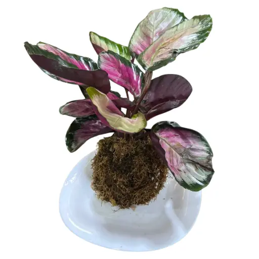Kokedama calathea rosy